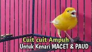 Kenari gacor PAUD cuit cuit NgeroL - Pancingan kenari paud belajar bunyi & Ampuh untuk KENARI MACET