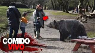 Maratón de los Ataques de Osos Más Locos!