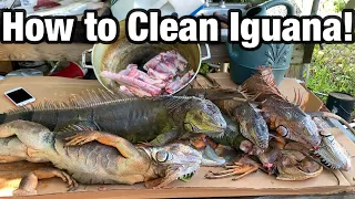 HOW TO CLEAN IGUANA FOR MEAT! THE FASTEST WAY TO HARVEST