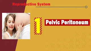 01. Pelvic peritoneum