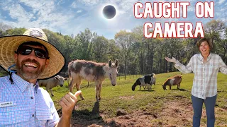 What Really Happened to Our Farm Animals During an Eclipse?