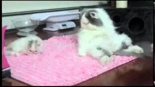 кошки-заботливые мамы!