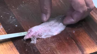 Recfishwest | How to debone a herring