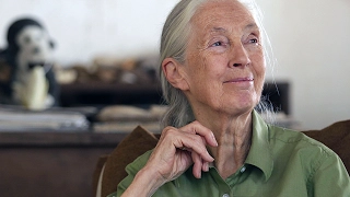 Official Trailer - “Shelter Me: Community Matters" -  hosted by Dr. Jane Goodall