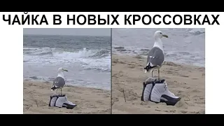 Лютые приколы. Чайка в новых кроссовках!!