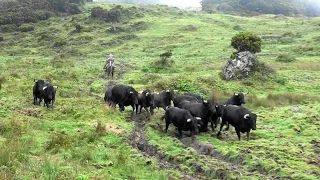 Mudança dos Toiros - Ganadaria Rego Botelho