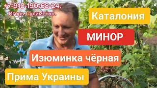 Каталония, Минор, Изюминка чёрная, Прима Украины.