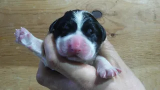 Бугай Алабай. Рождение щенков от Улаана и Дивы 26 марта 2019 года