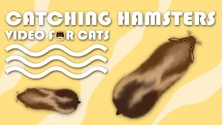 CAT GAMES - Catching Hamsters! Mouse Video for Cats to Watch | CAT TV.