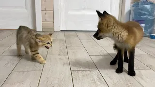 SAND CATS CHASE A FOX / Meerkat got to cats and raccoons