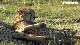 WildEarth - Sunset Safari - 23 Aug 2022