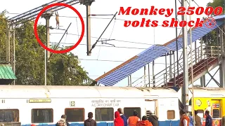 monkey electric shock 😰!langur electric shock😭 ! How do you get electricity shocks.