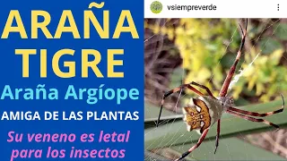 ARGÍOPE, ARAÑA TIGRE, ARAÑA AVISPA