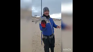 pêche surfcasting au petit nice, Arcachon, La Teste, bar moucheté, dorade grise, sar pêche à 3