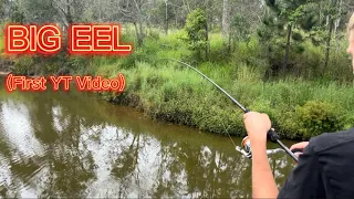 The best way to cats Australian fresh water eels (first video)