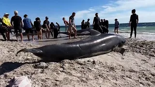 Scientists probe causes behind mass beaching of pilot whales in Australia