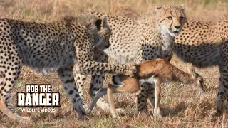 Cheetah Cubs Practicing Catching Prey | Maasai Mara Safari | Zebra Plains
