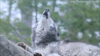 Beautiful Black Wolf Howls