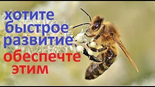 Семьи #пчёл не будут расти весной, если им не обеспечить эти пять условий. А значит и мёду не будет.