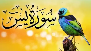 Surah Yaseen | Yasin | Episode 46 | Quran Tilawat | سورة يس