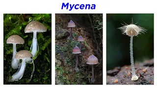 Agaricales Part 4: Entolomataceae, Tricholomataceae, Mycena, Omphalotus, and Marasmius