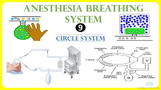 Circle system | Anesthesia Breathing System