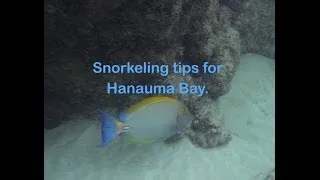 Important tips when snorkeling Hanauma Bay, Oahu.