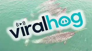Narwhals Swimming in Arctic Ocean || ViralHog