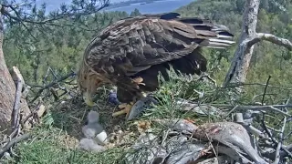 White-tailed eagles | Eagle Mom feeding Eaglet | May 5, 2024