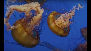 JoytvNews - Vancouver Aquarium