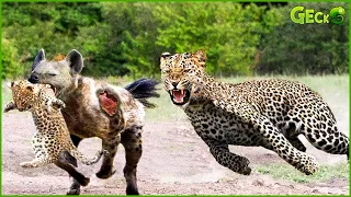 The Moment A Leopard Discovers A Hyena Attacking Its Cub, What Will Happen | Fighting Animals