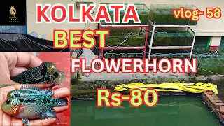 kolkata flowerhorn market/kolkata flowerhorn fish shop/flowerhorn fish #flowerhorn#viral#video