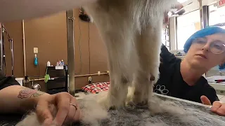 Zoey the Great Pyrenees dog grooming