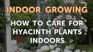 How to Care for Hyacinth Plants Indoors