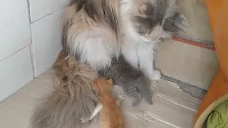 Mother Cat Avoiding To Feed Milk To Orphan Kitten And Her Own Kittens