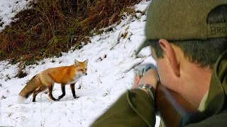 Hunting Serbia - Fox hunting in winter | Lov na lisice Vojvodina - Plandište - Zimska hajka