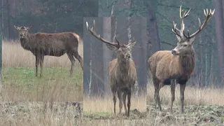 De meeste stangen zijn er nu wel af - Most deer have shed their antlers