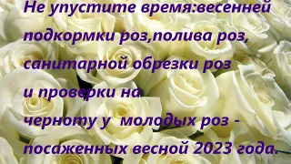 Начинаю кормить розы ,полив роз,санитарная обрезка трижды,чернота молодых роз.