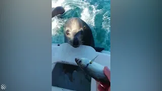 Friendly sea lions surprising Canadian fishermen on boat.