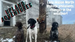 Late Season North Dakota Pheasants!!