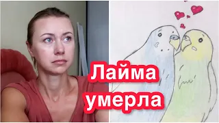 ЛАЙМА УМЕРЛА🥺ЧТО ПРОИЗОШЛО С ПОПУГАЕМ😔