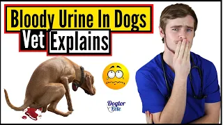 Top 8 Most Common Causes of Bloody Urine In Dogs | Why Is My Dog Peeing Blood? | Dogtor Pete