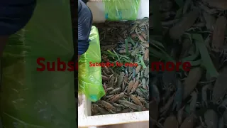 Crayfish Australia