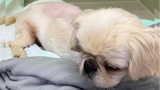 Abandoned after years of loyalty, a miracle happened to the paralyzed dog.