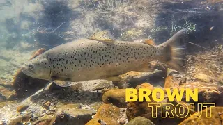 IS THIS PARADISE?? AMAZING Fishing for BROWN Trout [New Zealand]