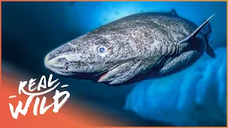 The Greenland Shark: The Search For A 400-Year-Old Monster | Natural Kingdom | Real Wild
