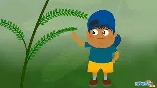 Mimosa Pudica - Touch Me Not Plant Facts - Science for Kids | Educational Videos by Mocomi