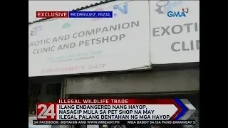 24 Oras: Ilang endangered nang hayop, nasagip mula sa pet shop