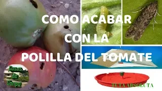 Como acabar con la polilla del tomate (Tuta Absoluta)