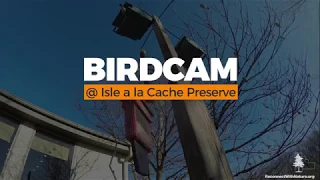 Birdcam at Isle a la Cache